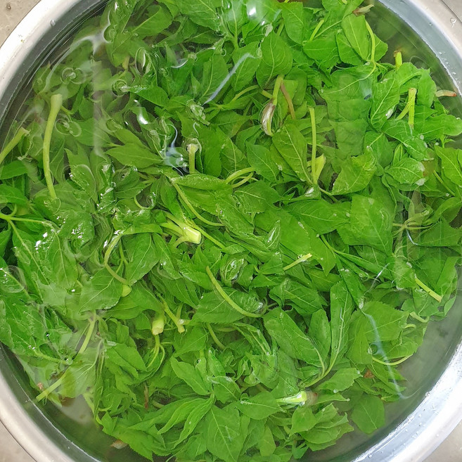 대관령 자연에서 채취하여 삶은 엄나무 순 봄나물 데친나물 산나물, 오가피 삶은나물, 1개, 300g