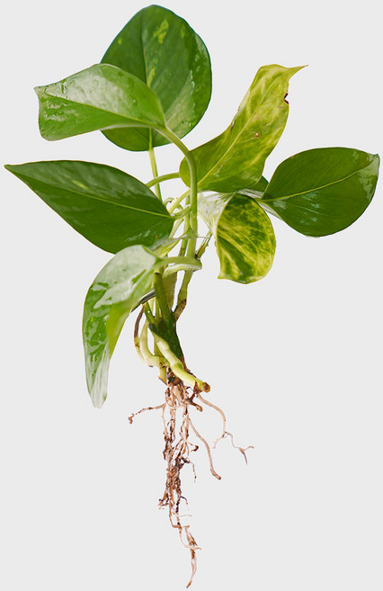 메이크정글 공기정화 수경재배 흙 세척 식물 모음 스킨답서스, 1개