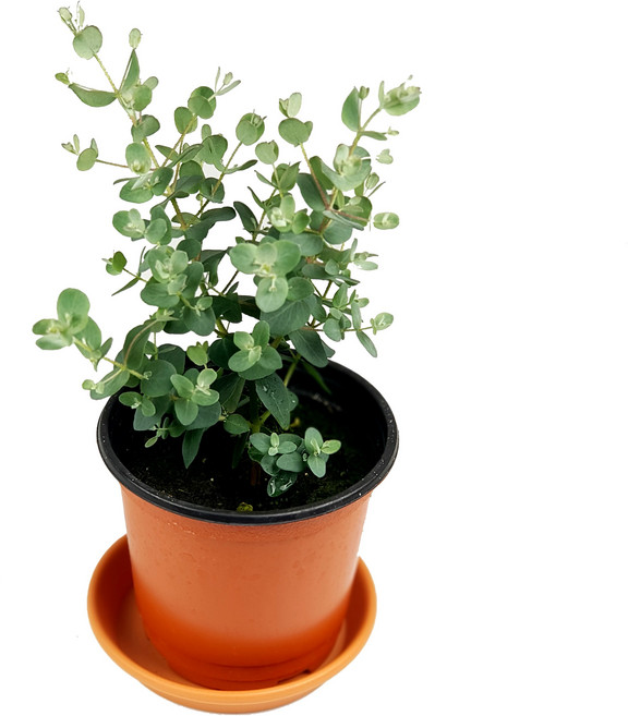 유칼립투스 화분 실내공기정화식물 키우기 쉬운 실내 반려식물 플랜테리어, 00_유칼립투스, 1개