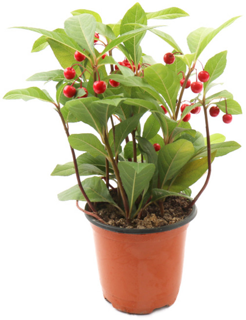 갑조네 천냥금(소품) 빨간열매 관엽 실내공기정화식물 미세먼지 공기청정 키우기 쉬운 화분, 1개