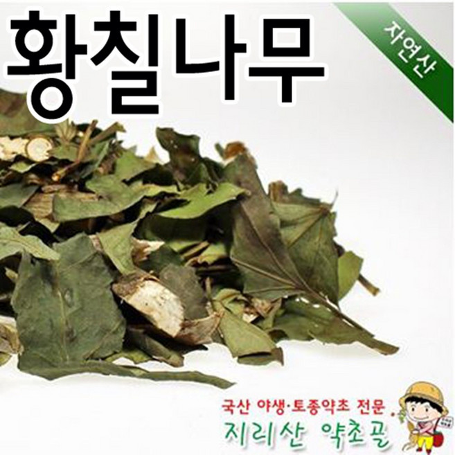 100%국내산 자연산 황칠나무 잔가지+잎 500g 차 효능 효과 말린 건조 야생, 1개