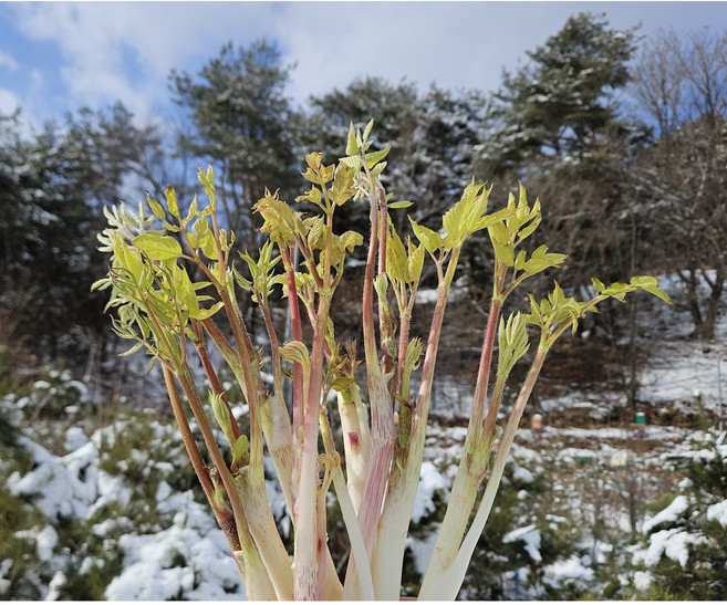 [강원도] 눈꽃 땅두릅 백미향 바로 수확하여 산지직송 두릅, 1개, 0.5kg