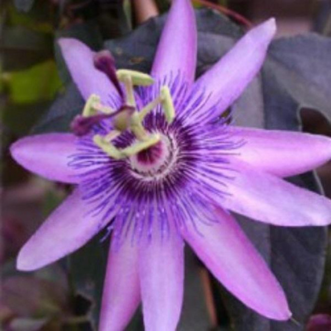 모종]시계초-아메시스트 : 9cm분 /두개셋트 덩굴성 Q2124