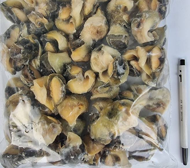 프라임 냉동 참소라살, 1개, 1kg(55개 전후)