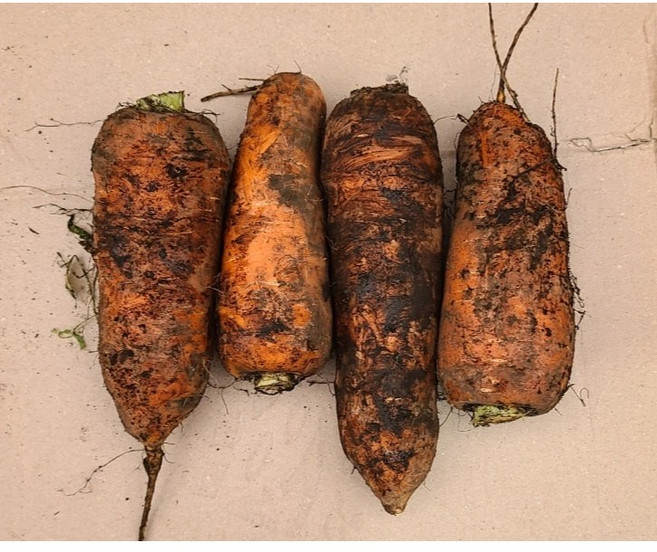 아삭달큰 당도좋은 못난이 흙당근 국내산, 1박스, 못난이당근5kg 초특가