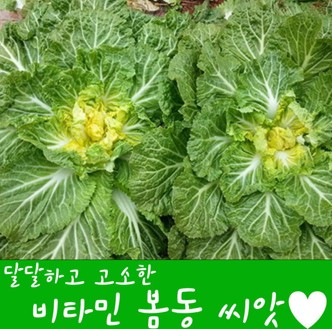 [농대나온남자] 달달한 봄동 씨앗 20g + 나비끈끈이트랩, 1개