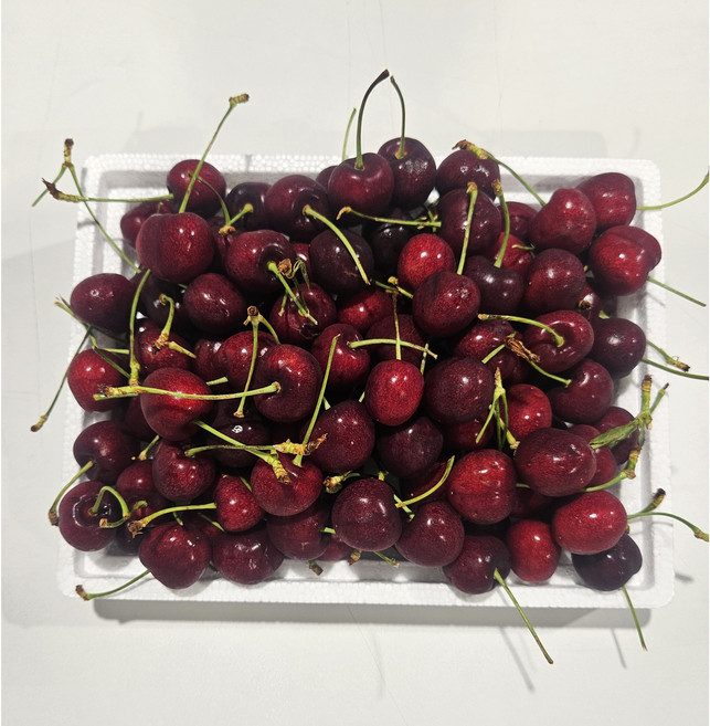과일성지 프리미엄 고당도 큰 사이즈9~9.5r 생 체리 상콤한 체리 500g 1kg 2kg 5kg, 1박스, 상콤생체리  1kg