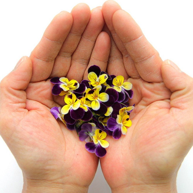 푸레아 식용꽃 제철 작은 비올라꽃 마이크로 믹스 50송이, 비올라 마이크로 믹스 50송이(작은꽃) 1개, 1개