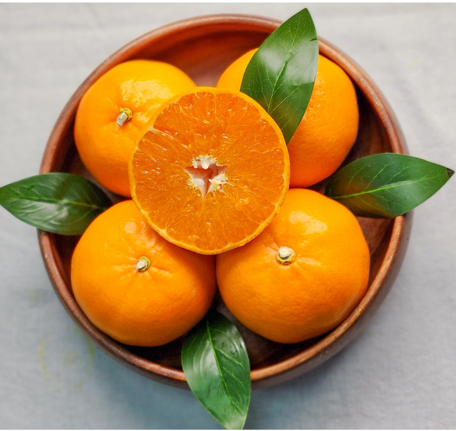 고당도 특품 대과 로얄천혜향 (가정용/선물용) 서귀포 프리미엄 명품산지, 5kg 프리미엄 대과 (최고급 10-14과), 1개