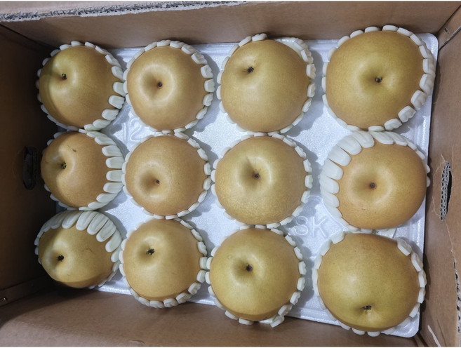 가정용 못난이 고당도 배 햇배, 1박스, 가정용 배 15kg 46-50과
