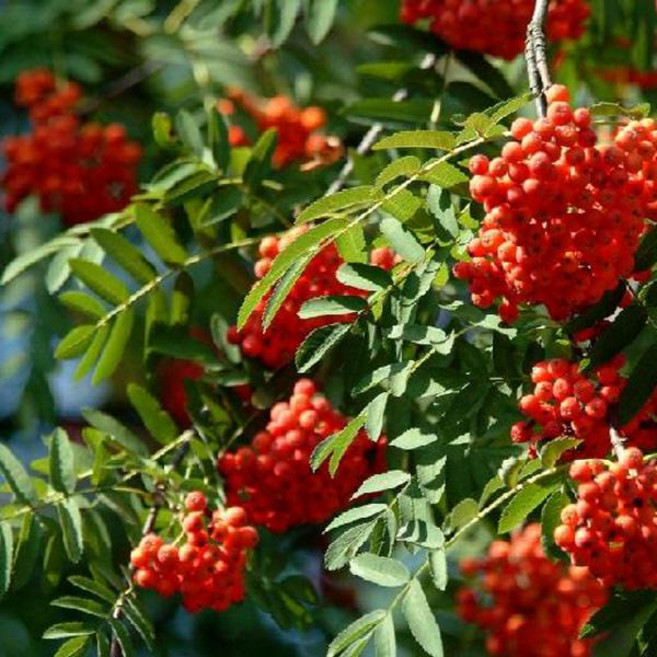 조경수 묘목/ 마가목 실생2년 (다섯개묶음) G363