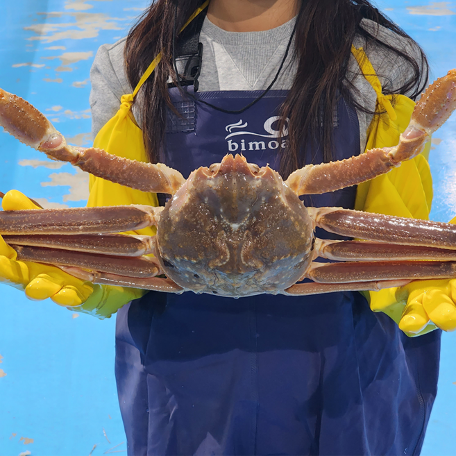 생생수산 러시아대게 특A급 자숙 박달 스노우크랩, 1개, [A급] 6KG
