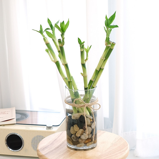 중품 수경재배식물 DIY세트 실내공기정화식물, 개운죽, 화이트스톤, 1개