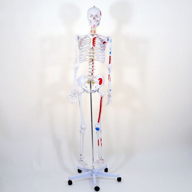 교육용 인체모형 골격 해골 뼈 전신 모형, 1개