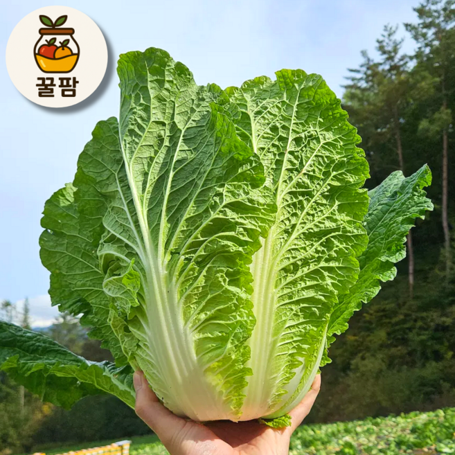 [꿀팜] 김장철 강원도 고랭지 절임배추 김장 절임 배추 국내산, 화~토 수령 가능 (일,월 지정 불가), 1박스, 20kg