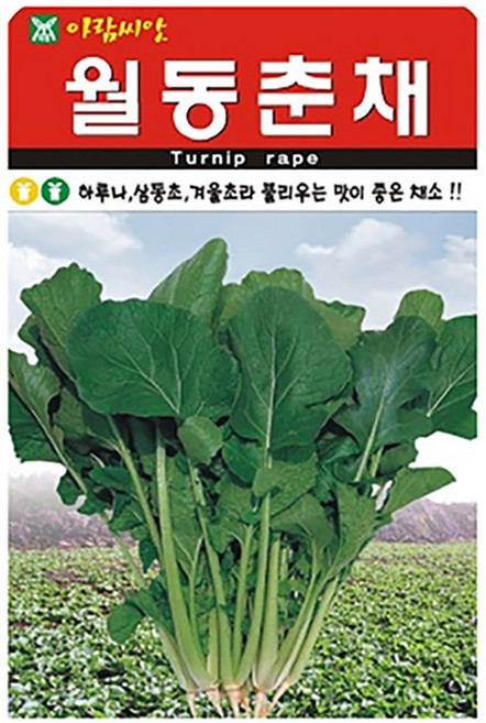 월동춘채 씨앗 5000립 하루나 삼동초 겨울초 김치 나물 채소 국산 종자, 1개