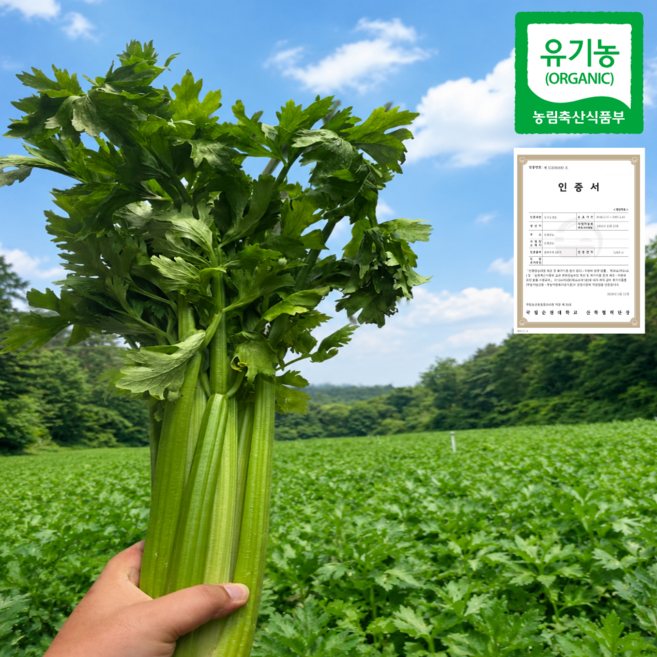 [친환경인증] 국내산 유기농 샐러리 특상품, 1박스, 500g