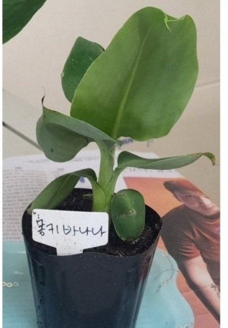몽키바나나묘목1포트