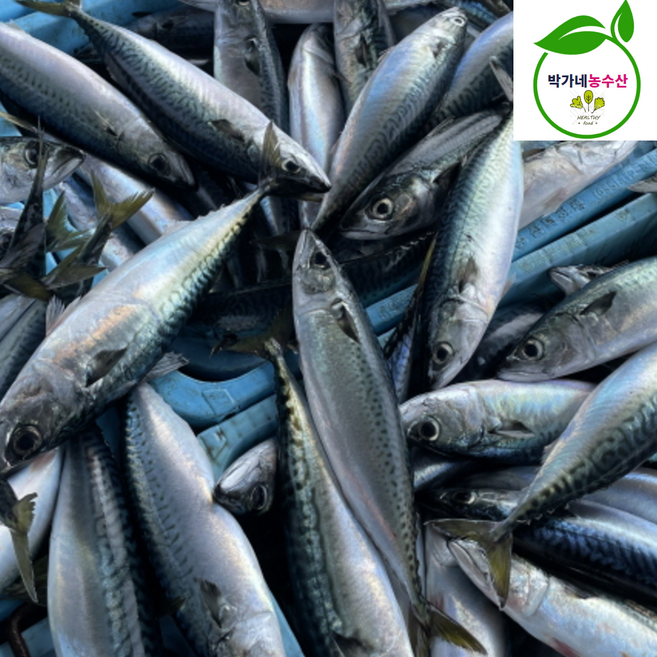 자연산 생물 냉동 참고등어 자반고등어, 1개, [냉동]참고등어 5미(2kg이상)손질안됨