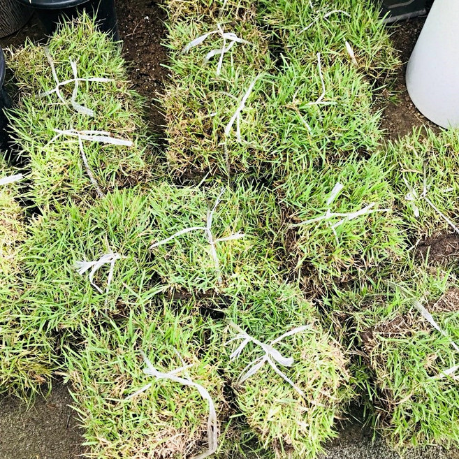 청년농부 고급 천연잔디 1평단위 산소잔디 정원잔디, 100개