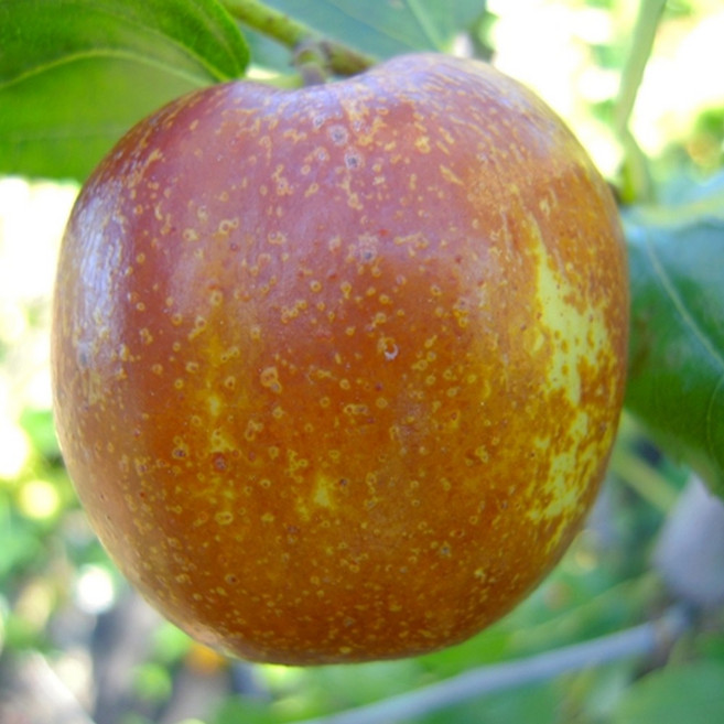 [충북농원] 대왕대추 사과대추나무 (다왕자오) 대추나무 묘목 - 1~2년생접목묘, 4.접목/1년생/특묘, 1개