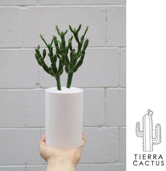 *티에라선인장* 연필 선인장 청산호 파티오라 - 필통 세라믹 2color, 필통 세라믹 화이트 (받침포함), 1개