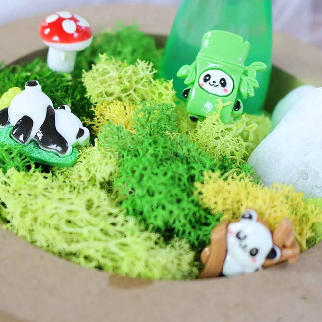 자연드림 두유 서리태 개운죽 DIY, 5개 묶음  약 15cm