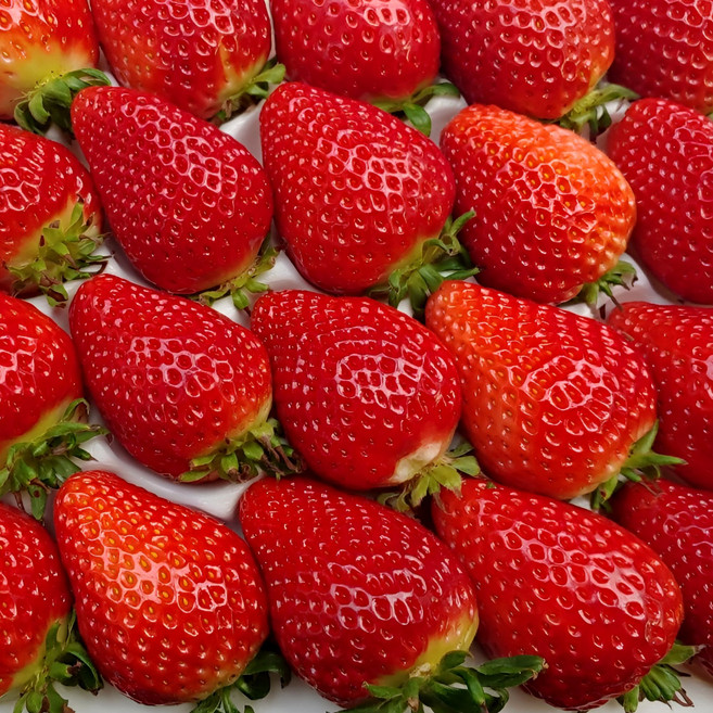 산지직송 설향 상 딸기 35구 당일수확 12브릭스 이상 고당도 프리미엄 난좌포장, 1개, 700g