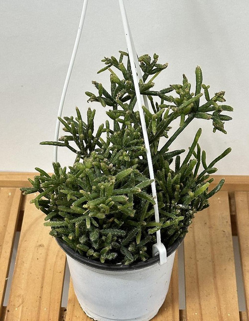 2026 공기정화 식물 립살리스 뽀빠이 행잉 약25cm, 1개, 상세설명참조, 25cm