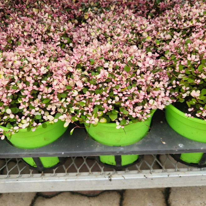 핑크브리즈 트리안 중품 반려식물 공기정화 수경식물 남서울식물원, 1개, 단일