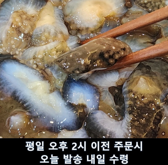 [횟감] 자연산 살아있는 해삼 활해삼 생물 참해삼, 1개, 500g(2-6미) x 2