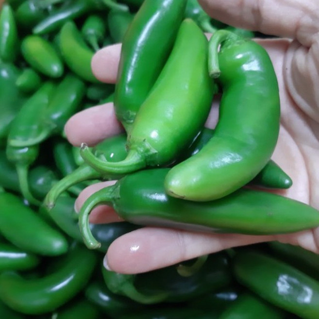 입맛 돋우는 산뜻 매콤함과 신선함 시원한 맛 국내산 아삭한 식감 모닝고추, 1박스, 2kg