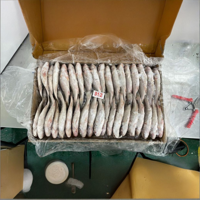 대길푸드 민어조기 10kg, 1박스, 10kg 80미 내외