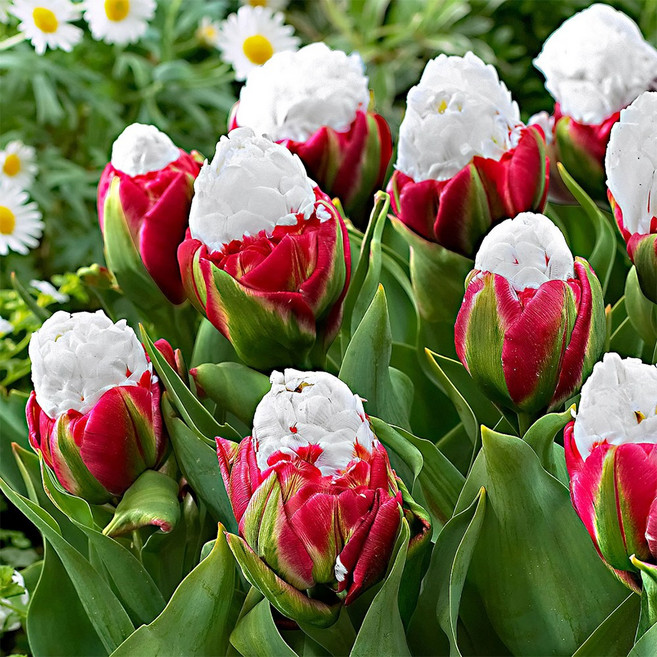 [저온처리] 튤립 구근 아이스크림 6개 유럽직수입 특선 세트 실내 수경 재배 봄꽃 키우기