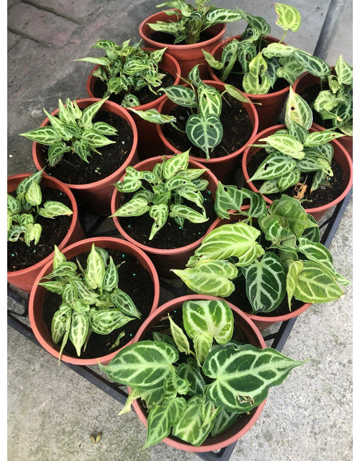 水晶花燭觀葉植物，5-6吋盆，高5-10公分，闊卵圓形葉片, 1個