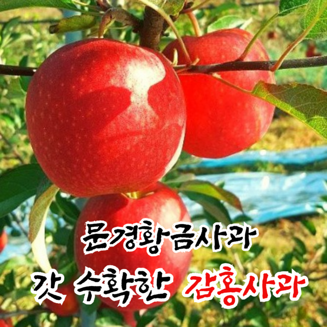 [문경황금사과] 사과축제수상 감홍사과, 21~24과, 5kg 흠집 소과