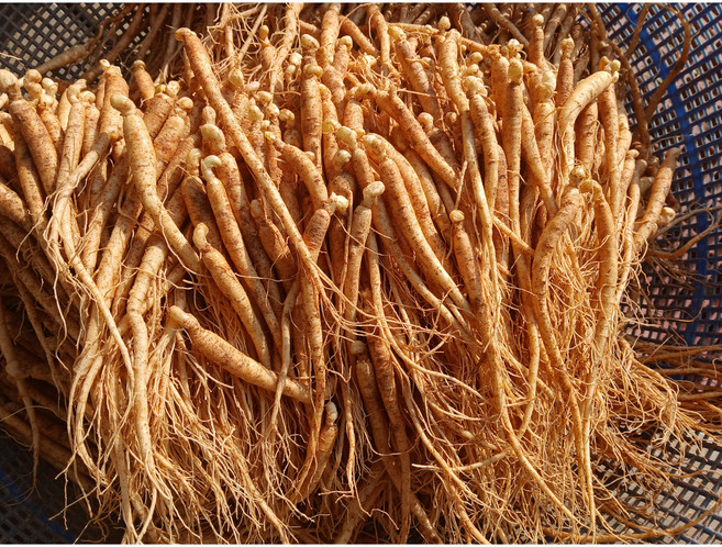 삼계탕용인삼업소용 햇인삼 삼계탕재료 100-150뿌리
