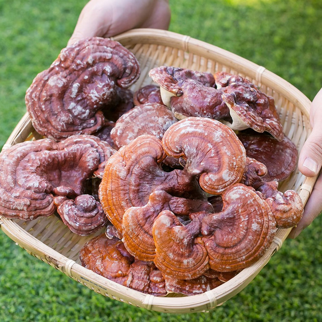 국산 영지버섯 200g 건조버섯 한방재료 한약재, 1개