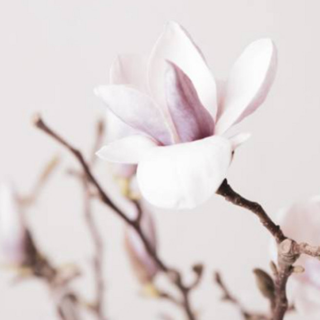메그놀리아(Magnolia) 10ml 알러지프리 프래그런스오일, 1개