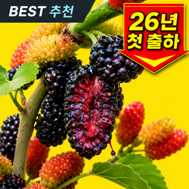 [재구매1위] 한정수량 국내산 급냉 오디, 1개, 1kg