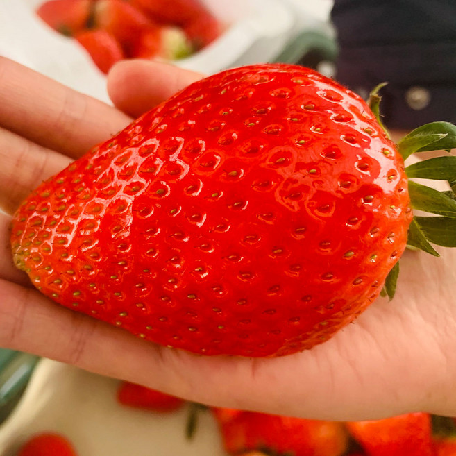 The 무라 달콤방울 고당도 킹스베리 딸기 1kg 왕/ 특/ 특특, 1개, 왕 1kg (18개입 내외 60g 이상)