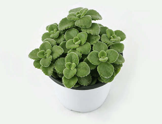 갑조네 장미허브 인테리어소품 공기정화식물, 4개 - 쿠팡