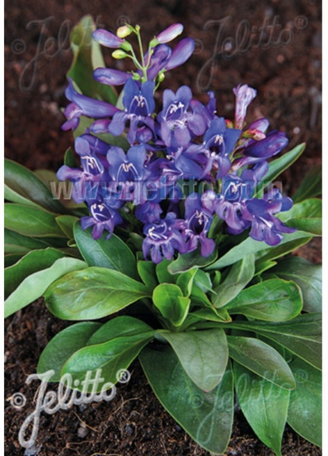 피어나라야생화 미니 펜스테몬(블루) 1Set 2포트