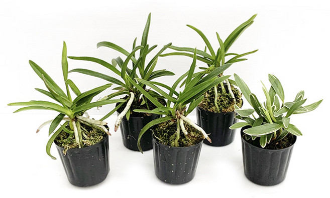 소엽 4 복륜 1 풍란 풍난 동양란 공기정화식물 반려식물 나라아트, 1세트