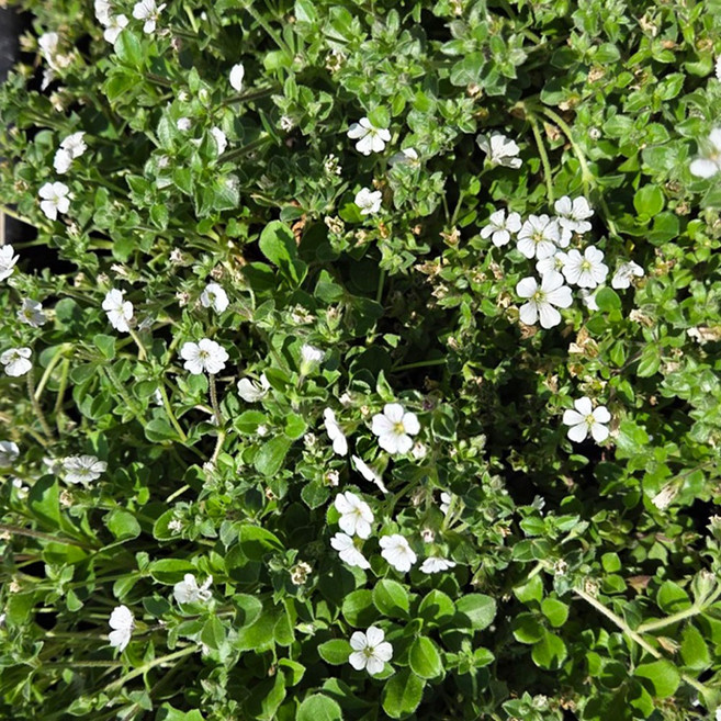 [충북농원] 이끼용담 화분 - 포트묘, 1개, 포트