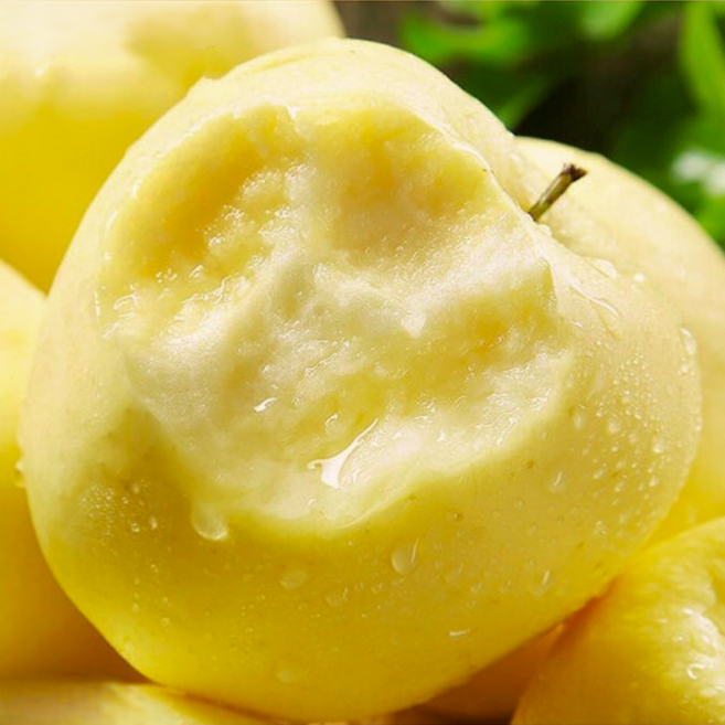 [한정특가] 25년첫수확 경북꿀사과 황금사과 시나노골드 사과, 1개, 1kg