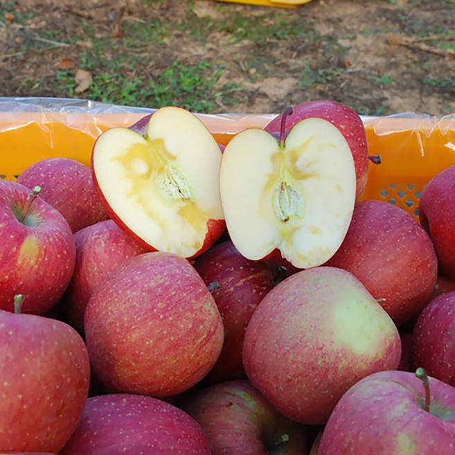 햇빛농원 밀양얼음골사과 햇부사 산지직송, 5kg 16-18과 (중과), 1박스