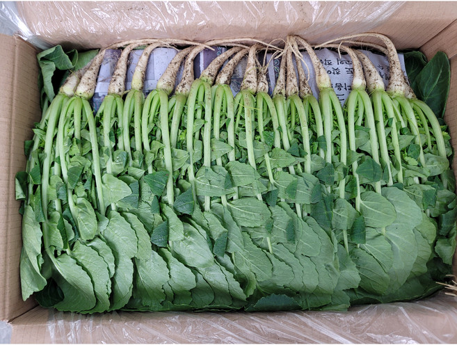 싱싱한 열무 2kg /4kg, 1개, 열무4kg