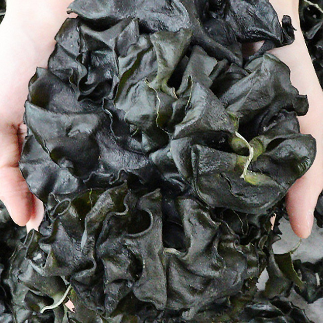 해송 산지직송 완도 햇 미역귀, 1박스, 500g