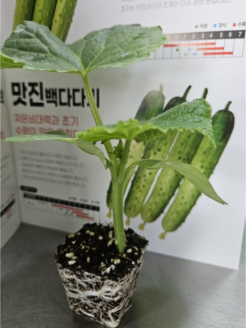 백다다기 오이 모종, 1개